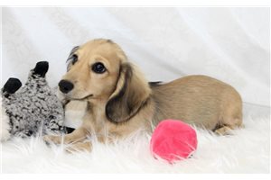 Victor - Dachshund, Mini for sale