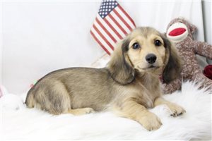 Vance - Dachshund, Mini for sale