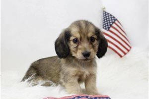 Vance - Dachshund, Mini for sale