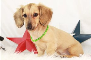 Penne - Dachshund, Mini for sale