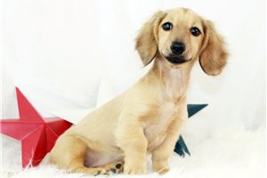 Poppy - Dachshund, Mini for sale