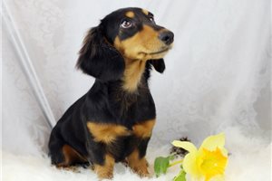 Jewel - Dachshund, Mini for sale