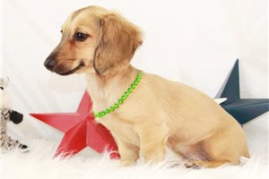 Penne - Dachshund, Mini for sale