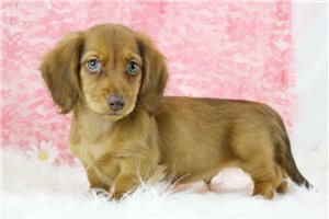 Leonard - puppy for sale