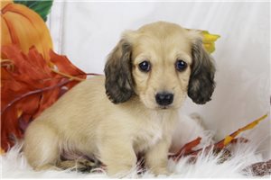 Mason - puppy for sale