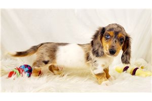 Ozzy - puppy for sale