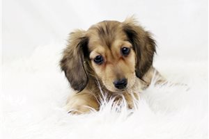 Patsy - Mini Dachshund for sale