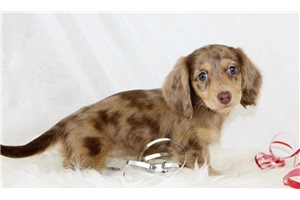 Madison - Dachshund, Mini for sale