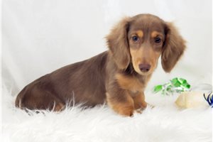 Olivia - Dachshund, Mini for sale