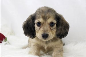 Violet - puppy for sale