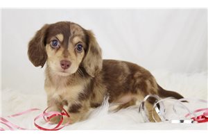 Maeve - Dachshund, Mini for sale