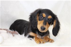 Eddie - Dachshund, Mini for sale