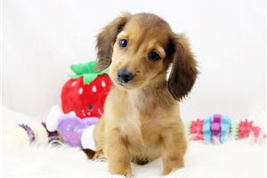 CindyLou - Dachshund, Mini for sale