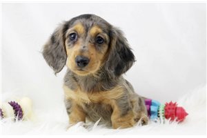 Caleb - puppy for sale