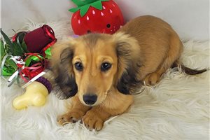 Matthew - Dachshund, Mini for sale
