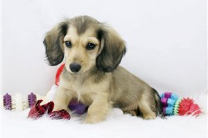 Victor - Dachshund, Mini for sale