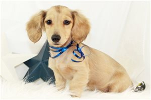 Petunia - Dachshund, Mini for sale