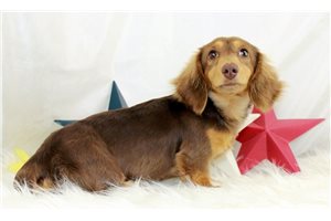 Olivia - Dachshund, Mini for sale