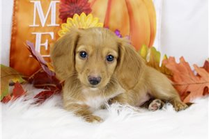 Norah - puppy for sale