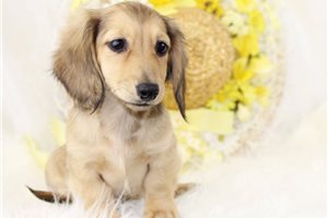 Patsy - Mini Dachshund for sale