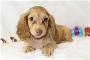 Carmello - Dachshund, Mini for sale