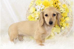 Paisely - Mini Dachshund for sale