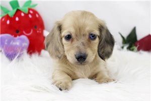 Paisely - puppy for sale