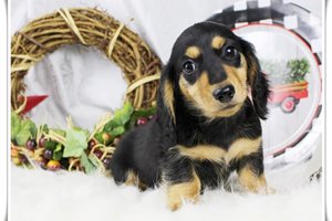 Dusty - puppy for sale