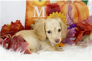 Neptune - Dachshund, Mini for sale