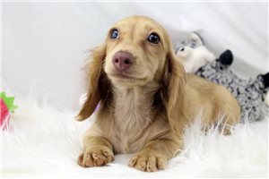 Carmello - puppy for sale