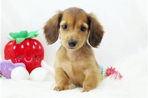 CindyLou - puppy for sale