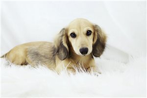 Victor - Mini Dachshund for sale