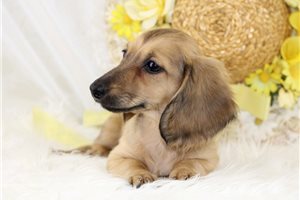 Penne - Dachshund, Mini for sale