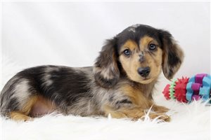 Carmin - Dachshund, Mini for sale