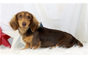 Olivia - Dachshund, Mini for sale