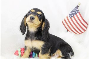 Eddie - Dachshund, Mini for sale