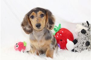 Carmin - puppy for sale