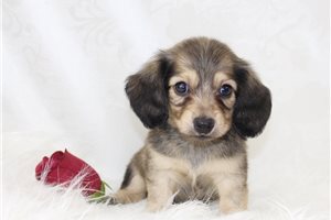 Victor - puppy for sale