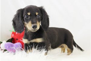 Maria - Dachshund, Mini for sale