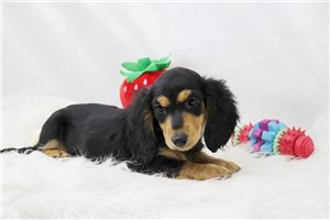 Eddie - Mini Dachshund for sale