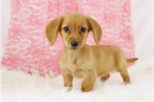 Emily - puppy for sale