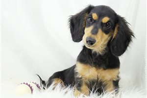 Eddie - puppy for sale