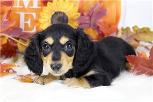 Nico - puppy for sale