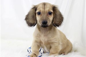 Poppy - Mini Dachshund for sale