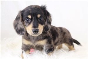 Mason - Dachshund, Mini for sale
