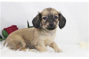 Penne - Mini Dachshund for sale