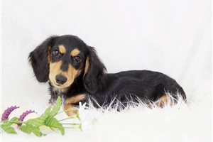Eddie - Mini Dachshund for sale