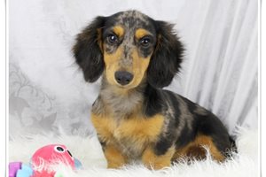 Leonardo - Dachshund, Mini for sale