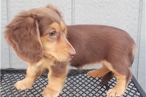 Jemima - Dachshund, Mini for sale