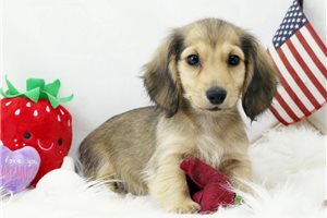 Vance - Dachshund, Mini for sale